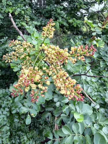 Haematoxylum campechianum, 2026-03-18