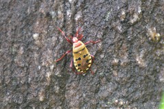 Probergrothius