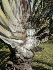 Dypsis decaryi
