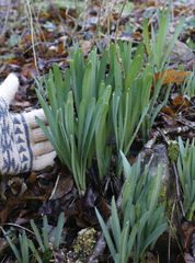 Lycoris sanguinea sanguinea