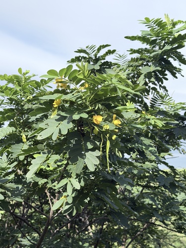 Senna surattensis observed 2026-03-18