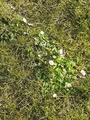 Bellis perennis