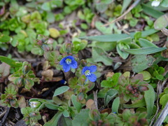 Veronica triphyllos