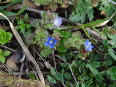 Veronica triphyllos