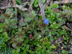 Veronica triphyllos
