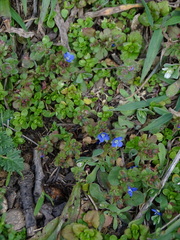 Veronica triphyllos