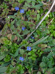 Veronica triphyllos