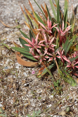 Strandveld Trumpet Bobbejaantjie (Babiana tubiflora)