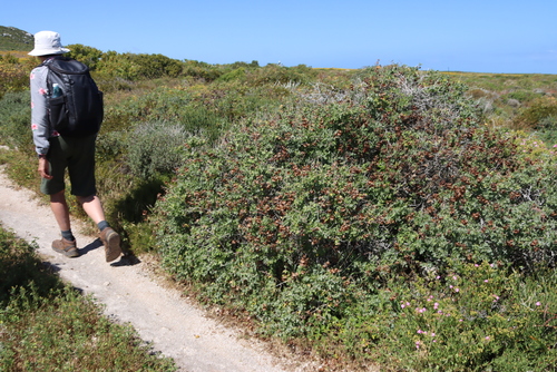 Brown Sage (Salvia aurea)