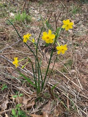 Narcissus jonquilla