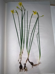 Narcissus jonquilla