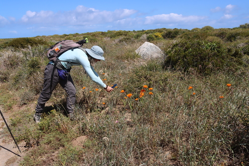 Sandveld Kalossie (Ixia calendulacea)