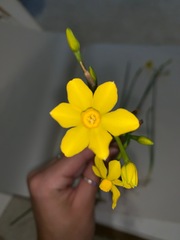 Narcissus jonquilla