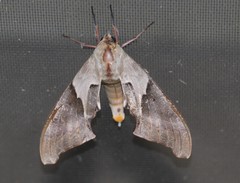 Coequosa australasiae
