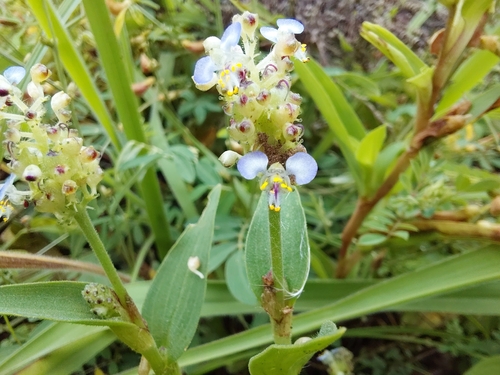 Aneilema hirtum