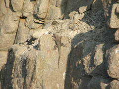 Microlophus atacamensis