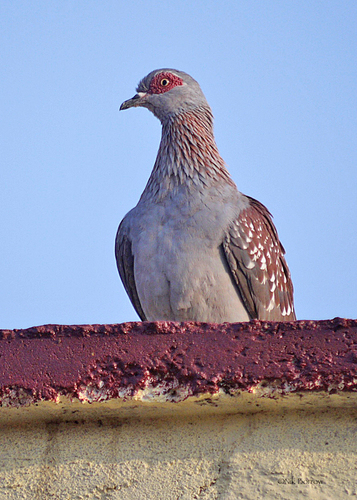 Northern Speckled Pigeon