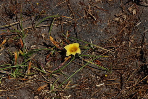 Cadmium Froetang (Romulea saldanhensis)