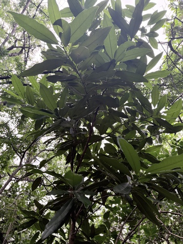 Pimenta dioica observed 2026-03-18
