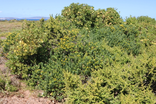 Yellow Gumbush (Pteronia divaricata)