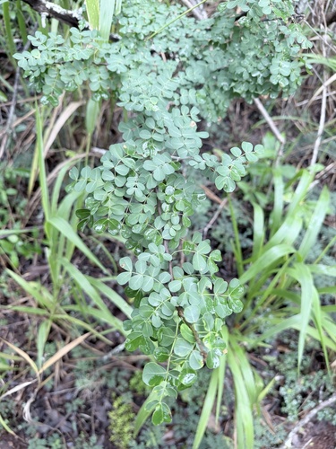 Haematoxylum campechianum, 2026-03-18