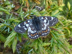 Euphydryas cynthia