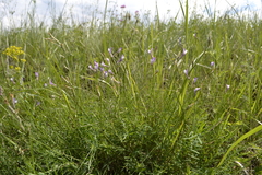 Astragalus pallescens