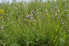 Astragalus pallescens
