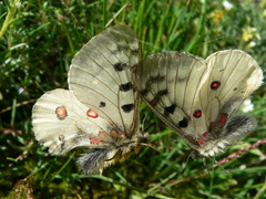 Parnassius phoebus