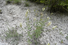 Astragalus albicaulis