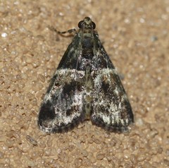 Orthaga atribasalis