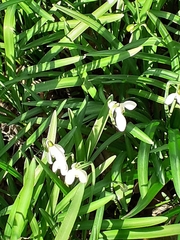 Galanthus nivalis