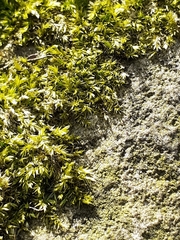 Brachythecium rutabulum