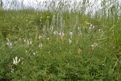 Astragalus glaucus