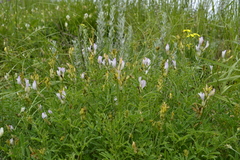 Astragalus glaucus