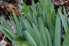 Lycoris sanguinea sanguinea