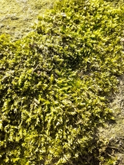 Brachythecium rutabulum