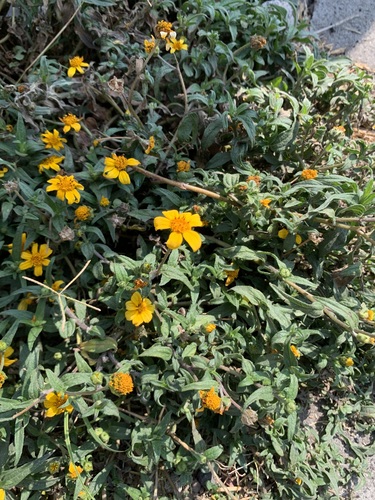 Aldama dentata, photograph 4