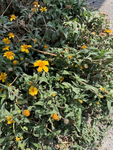 Aldama dentata, photograph 5