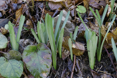 Lycoris sanguinea sanguinea