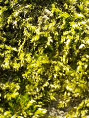 Brachythecium rutabulum