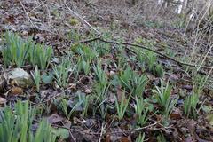 Lycoris sanguinea sanguinea