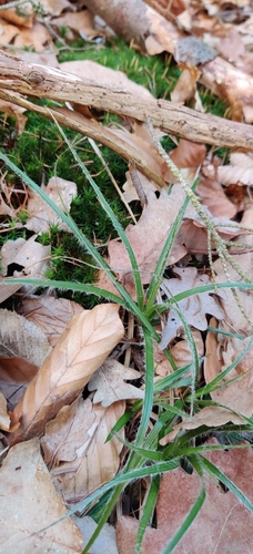 White Woodrush (Luzula luzuloides)