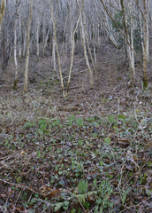 Lycoris sanguinea sanguinea