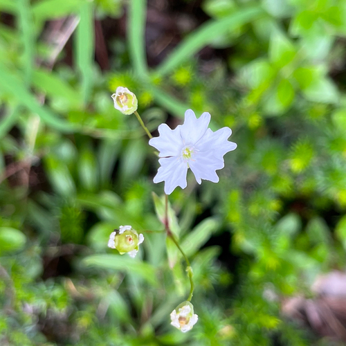 alpine campion (Heliosperma alpestre)