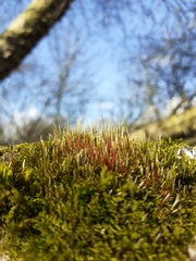 Amblystegium serpens