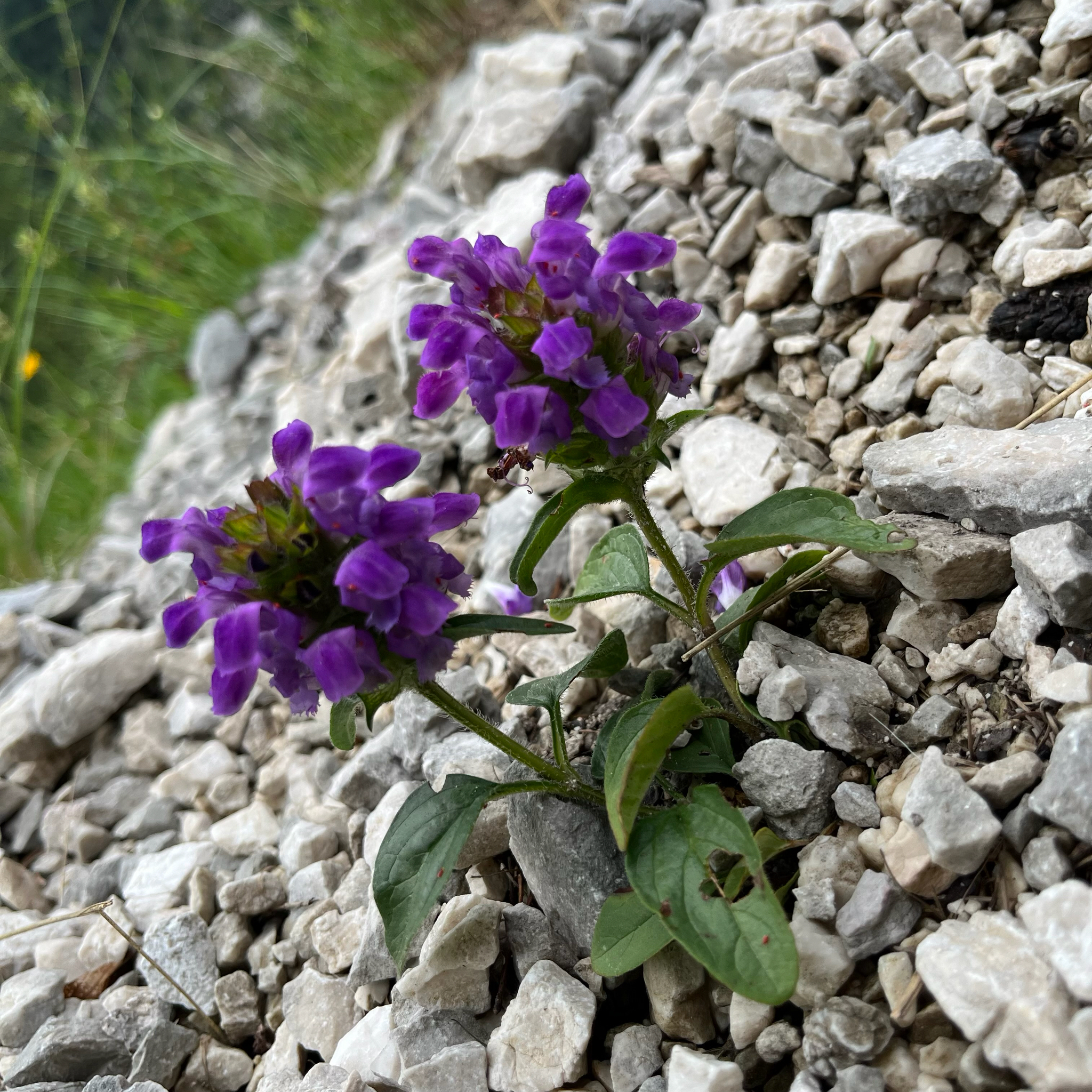 Large-Flowered Selfheal (Prunella grandiflora)