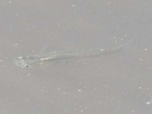 Gambusia holbrooki