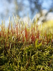 Amblystegium serpens