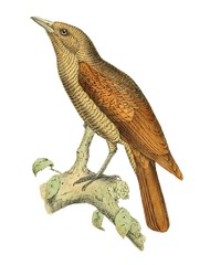 Bernier's Vanga photo 2